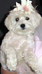 Bubu-Bichon Maltez