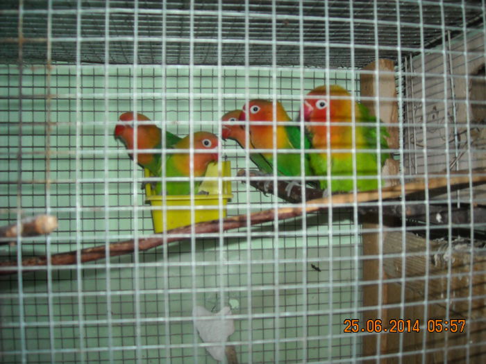 DSCN0154; Ponta de primavara asta.
