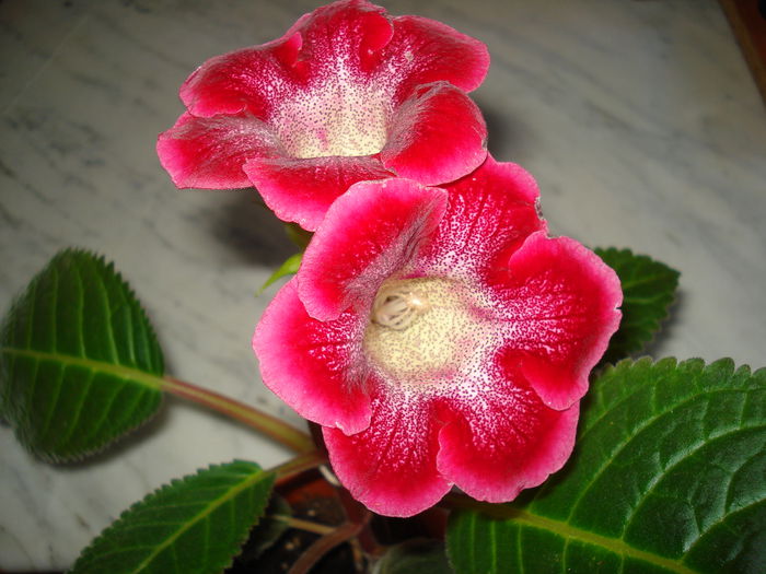 DSC09894 - FLORI 2014
