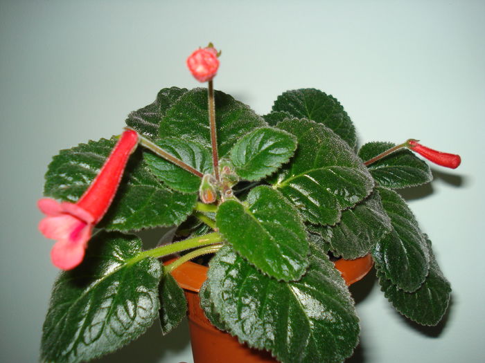 DSC09833 - FLORI 2014