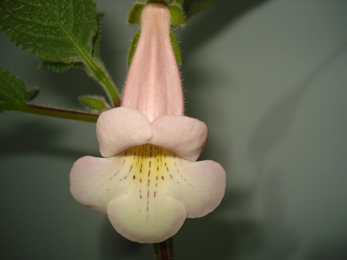 DSC09839 - FLORI 2014