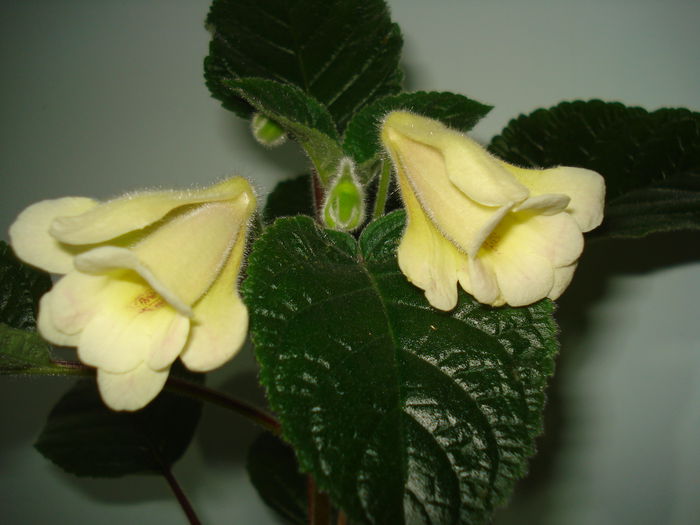 DSC09843 - FLORI 2014