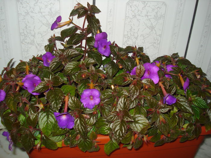 DSC09896 - FLORI 2014