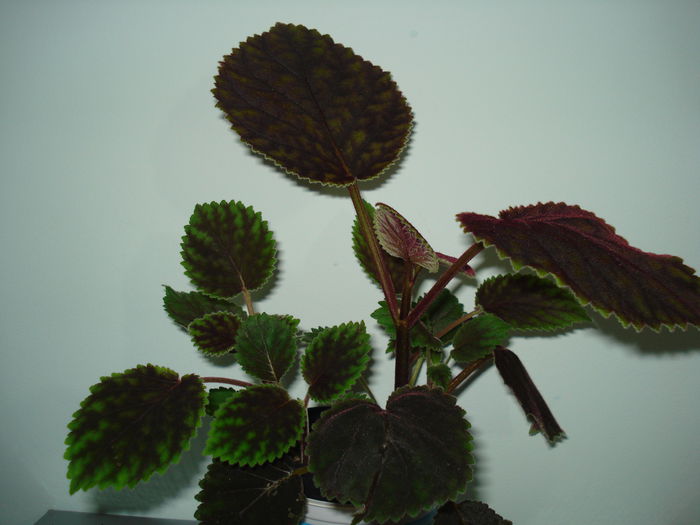 Smithiantha - FLORI 2014