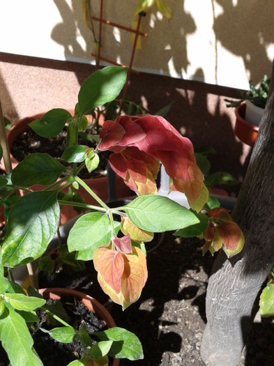 Fotografie-0132 - f2014iunie