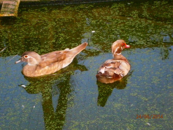 carolina care umbla cu femela altuia care a schimbat penajul!!!