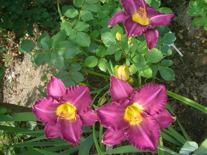 CIMG0036