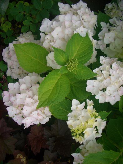 CIMG0088