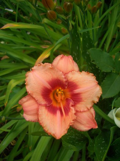 Hemerocallis Strawberry Candy