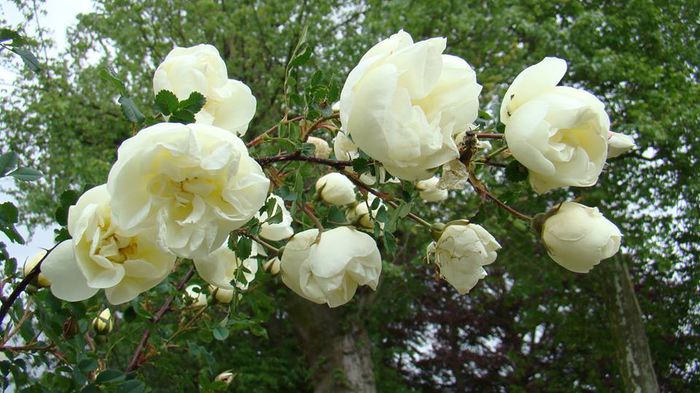 Rosa pimpinellifolia 'Double White' - cumpar lastari sau butasi inradacinati