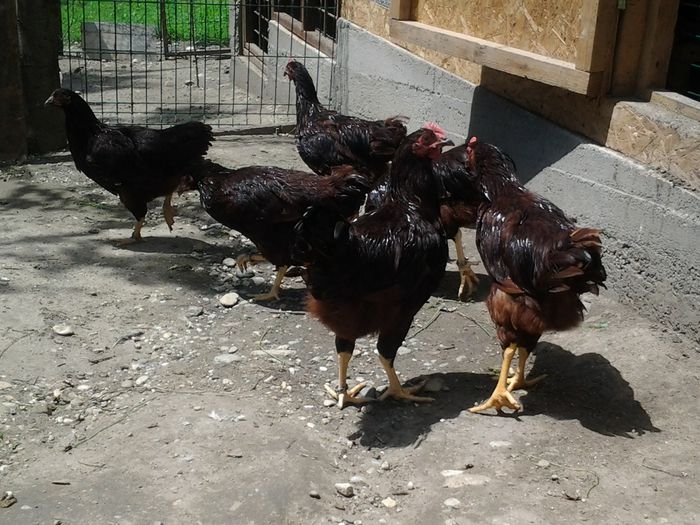 20140626_134345 - pui prima serie 2014         27 februarie