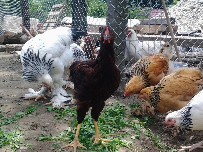 20140626_134024 - pui prima serie 2014         27 februarie