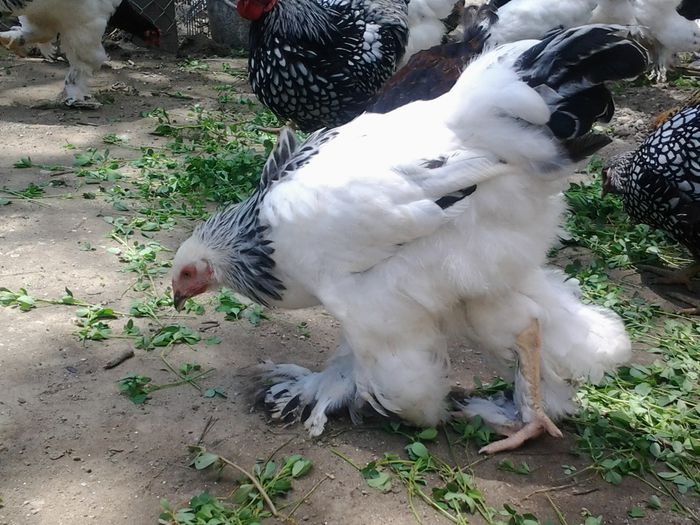 20140626_134144 - pui prima serie 2014         27 februarie