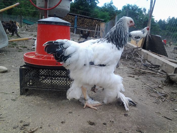 20140626_132401 - pui prima serie 2014         27 februarie