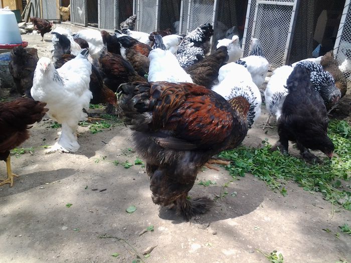 20140626_133930 - pui prima serie 2014         27 februarie