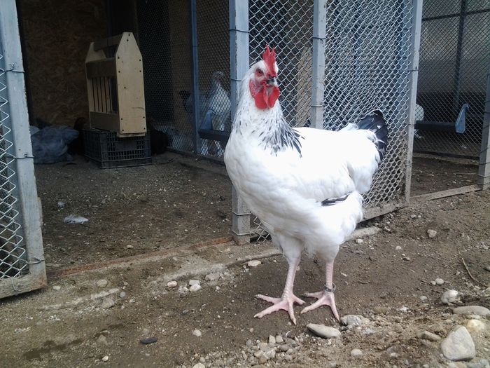 20140626_132953 - pui prima serie 2014         27 februarie