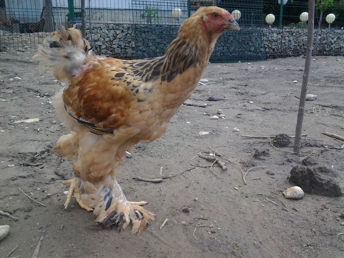 20140626_132249 - pui prima serie 2014         27 februarie