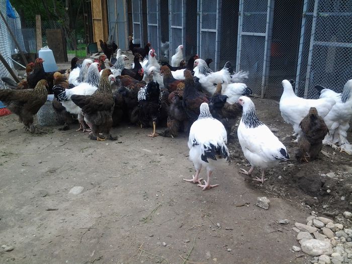 20140626_133038 - pui prima serie 2014         27 februarie