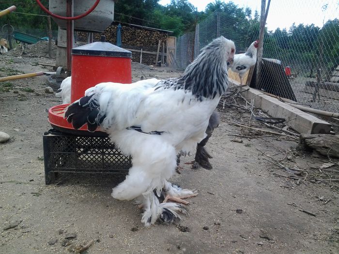 20140626_132359 - pui prima serie 2014         27 februarie