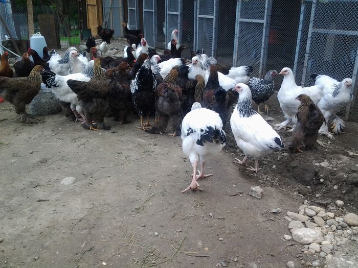 20140626_133036 - pui prima serie 2014         27 februarie