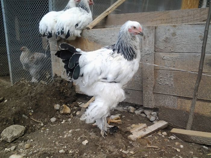 20140626_132328 - pui prima serie 2014         27 februarie