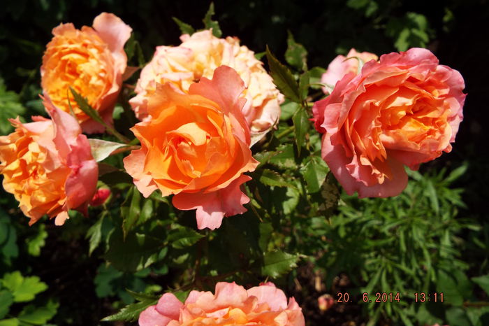 DSCF7796 - flori 2014