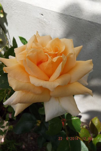 DSCF7816 - flori 2014