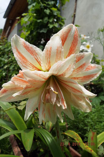 DSCF7819 - flori 2014