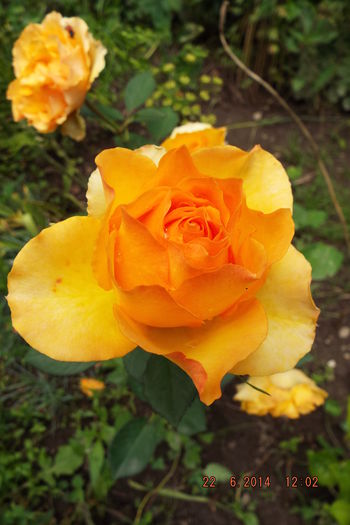 DSCF7827 - flori 2014