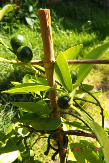 DSCF7837 - flori 2014