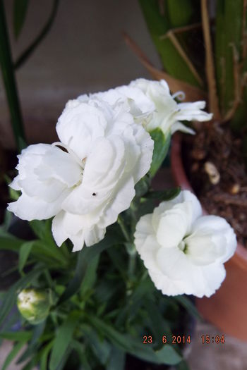 DSCF7841 - flori 2014