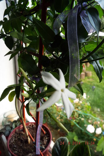 DSCF7900 - flori 2014