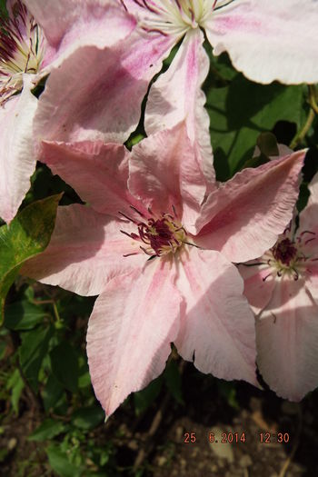 DSCF7911 - flori 2014