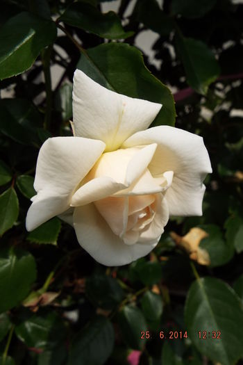 DSCF7918 - flori 2014