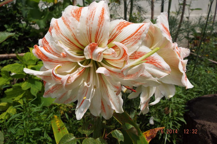 DSCF7922 - flori 2014