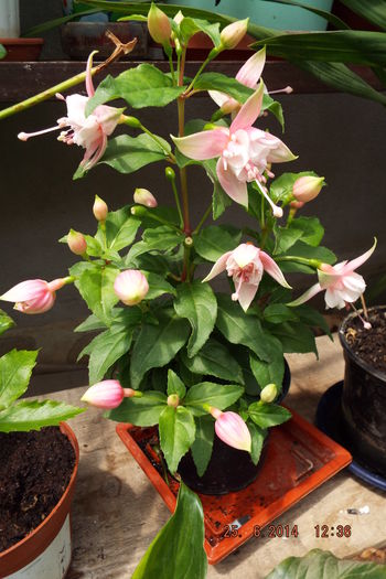 DSCF7944 - flori 2014