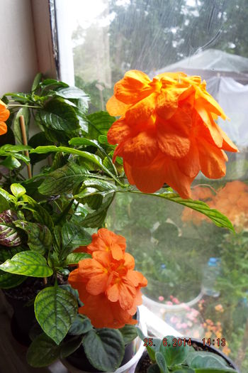 DSCF7947 - flori 2014