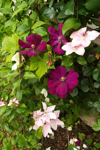 DSCF7950 - flori 2014