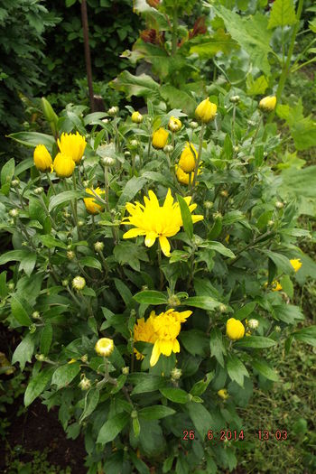 DSCF7955 - flori 2014