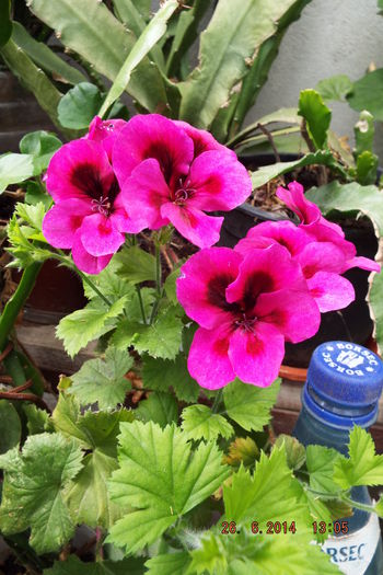 DSCF7961 - flori 2014