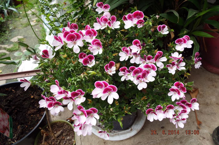 DSCF7965 - flori 2014