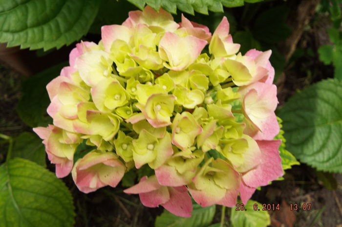 DSCF7968 - flori 2014