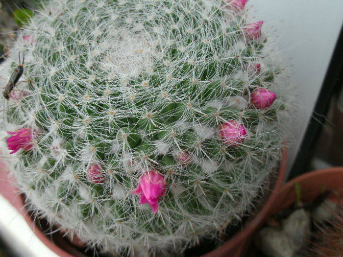 mammillaria - 2014-Cactusi