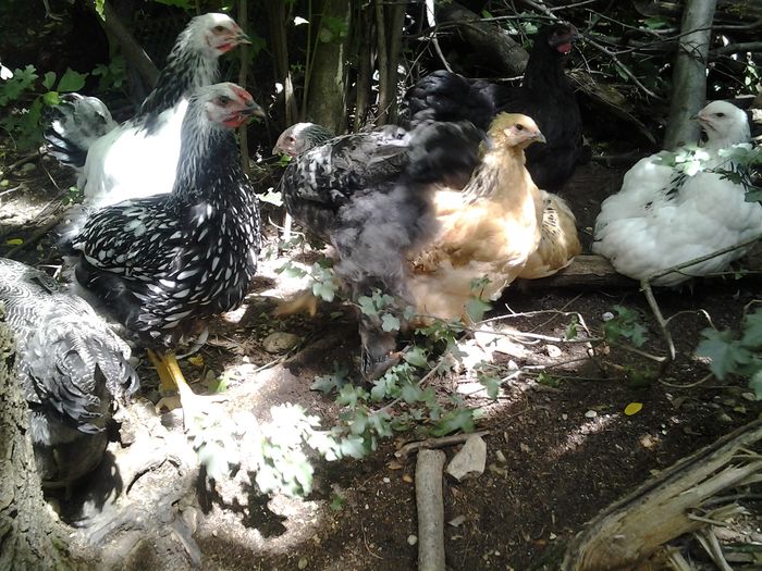 20140626_153751 - pui a 2 serie 2014