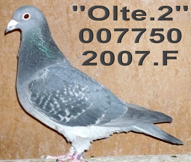 2007.007750.F olt2 - 1-Matca-2014