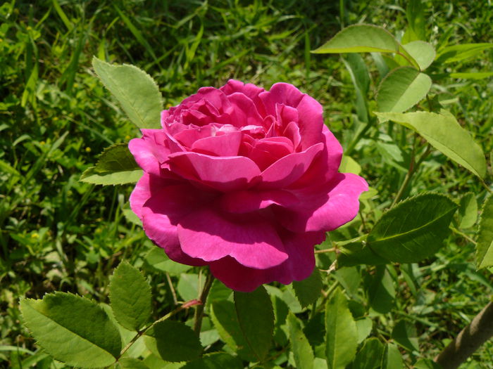 Reine de Violette - Trandafirii mei_2014