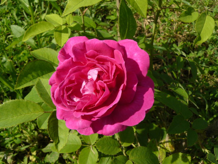 Reine de Violette - Trandafirii mei_2014