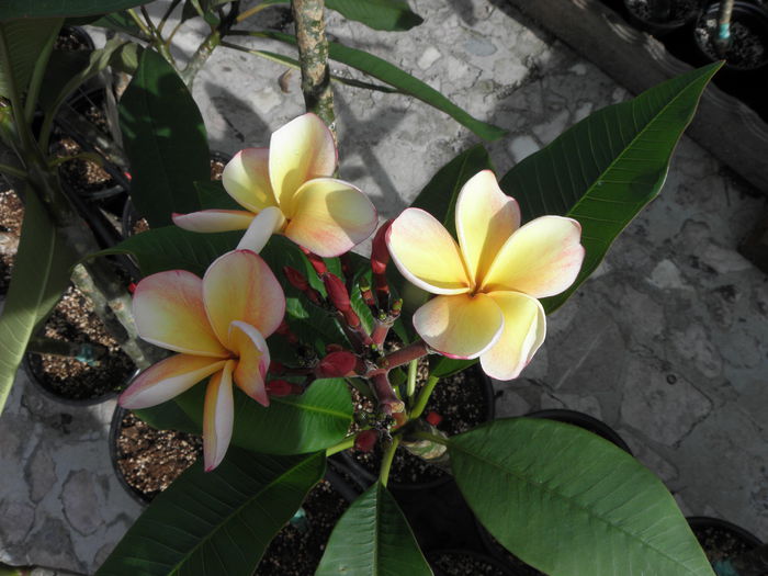 P6260001 - Plumeria - Hawaiian Coral