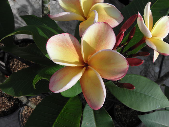 P6260002 - Plumeria - Hawaiian Coral