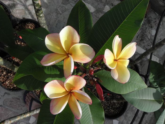 P6260003 - Plumeria - Hawaiian Coral